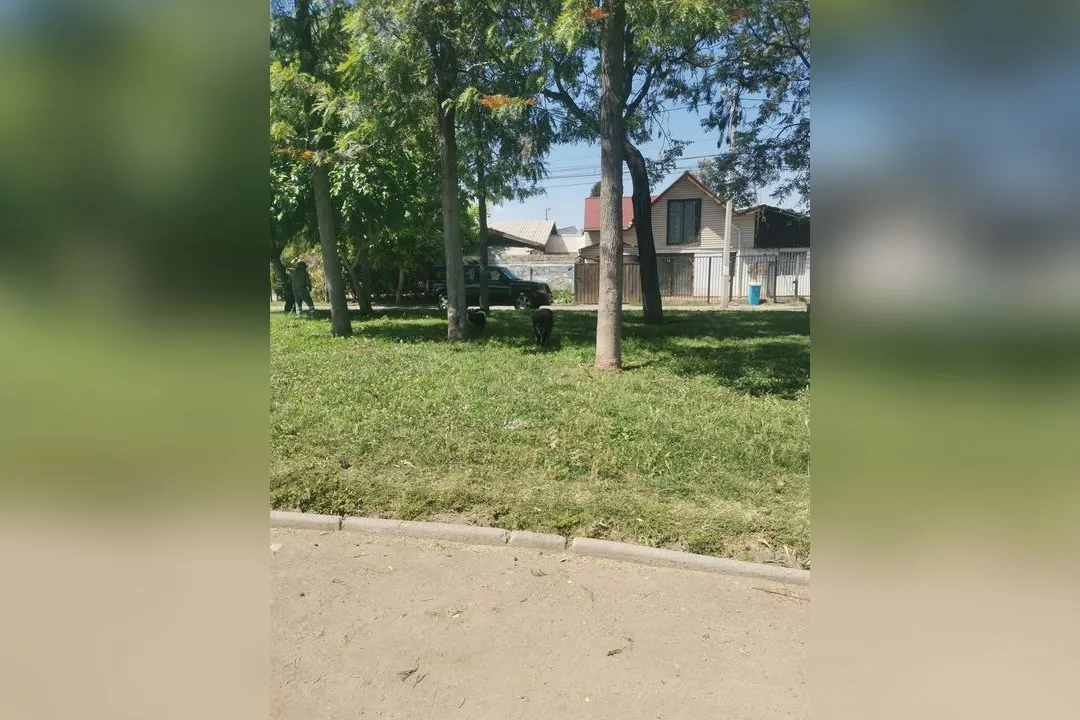 Imagen de vehículo